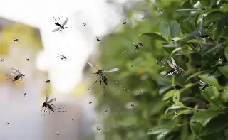 Imagen Ssa anuncia desarrollo de vacuna contra el dengue; Veracruz, segundo estado con más casos 