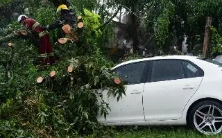 Imagen Árboles caídos, daños materiales y vialidades afectadas deja aguacero en Xalapa, Veracruz