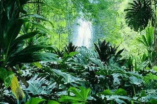 Imagen Hoy se conmemora el Día Mundial del Medio Ambiente