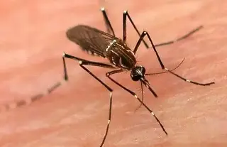 Imagen Cruz Roja espera aumento de casos de dengue en Veracruz