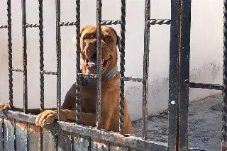Imagen Exhortan cuidar a los perros por el calor en Veracruz