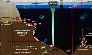 Imagen Pérdida acelerada de especies en el mar evita conocerlas, advierte la UNAM 