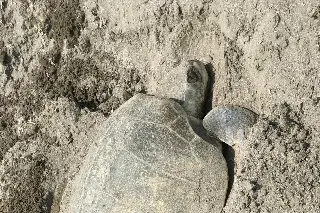 Imagen Desova tortuga en playas de Boca del Río