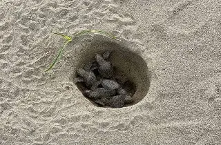 Imagen Urgen señaléticas en playas de Boca del Río y la Riviera ante desove de tortugas