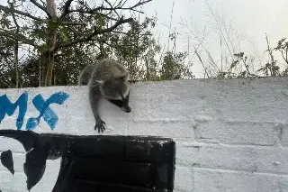 Imagen ¿Cómo proteger a los mapaches y qué hacer si muerde a una persona? 