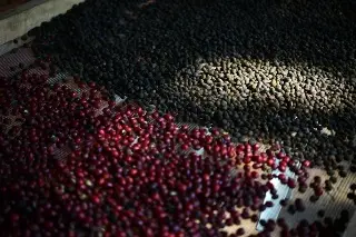 Imagen A 43 años de su unión, productores de café en Veracruz acusan acaparamiento y falta de apoyo 