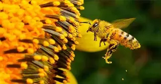 Imagen Magnate automotriz indio murió luego de tragarse una abeja, en Reino Unido