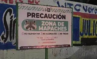 Imagen Autoridades colocan letreros en zona de mapaches y recomiendan no alimentarlos