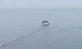 Imagen (Video) Delfines son atrapados por redes de pesca en Coatzacoalcos