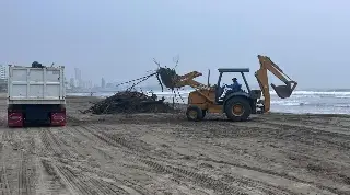 Imagen Realizan limpieza de playas por palizada en Boca del Río 