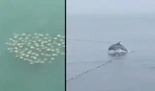 Imagen ¿Por qué ha aumentado el avistamiento de delfines y rayas en Veracruz? 