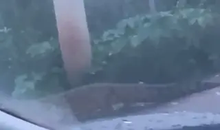 Imagen Sorprende cocodrilo 'de paseo' en colonia del Estado de México (+Video)