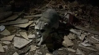 Imagen Crece la población de mapaches en Veracruz; piden no alimentarlos 