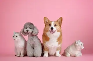 Imagen ¿Existe el cáncer en mascotas y qué lo ocasiona?