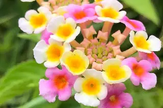Llega a Veracruz la Expo Flor de Verano