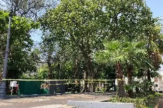 Imagen Abejas atacan en parque Zamora