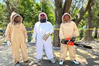Reubican panal de abejas del parque Zamora en Veracruz