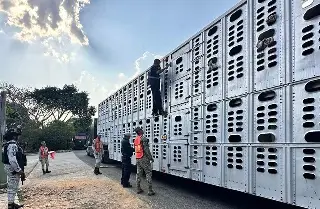 Imagen Han interceptado 32 cargamentos de ganado con gusano barrenador desde noviembre en México