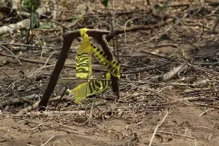 Especialistas afinan método para localizar fosas mediante flores y animales en México