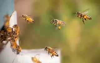 ¿Qué hacer con un panal de abejas en casa? Esto dicen expertos 