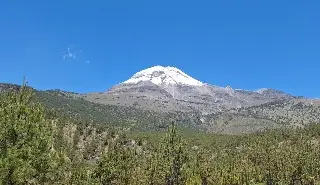 Enfermos los bosques del Parque Nacional Pico de Orizaba. Detectan dos plagas