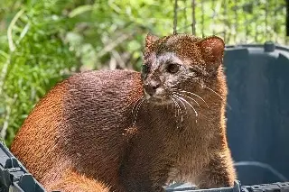 Imagen Rescatan a jaguarundi en Alvarado 