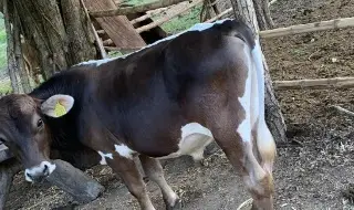 Solicitan apertura de nuevo punto de verificación de ganado en Playa Vicente, Veracruz 