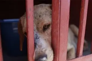 Aumenta número de casos de gusano barrenador en perros
