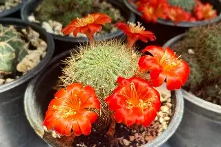 Realizan Expo Flor de Verano en Veracruz