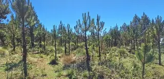 Imagen Acceso al agua debe dejar de ser preocupación y convertirse en prioridad: SEDEMA