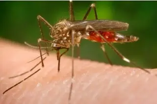 Identifican 250 proteínas en sangr3 que pueden revelar la gravedad de la malaria