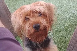 Hay perros optimistas y pesimistas: afirma veterinaria