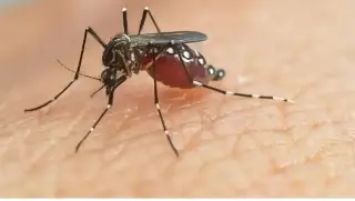 Si no sabes cómo combatir el dengue, sigue estas recomendaciones 