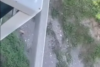Esto se sabe del supuesto león que vieron en la Riviera Veracruzana