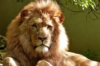 ¿Es legal tener de mascota un animal exótico como un león ? Esto dice ambientalista