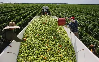 Productores de Florida celebran anuncio de aranceles al tomate mexicano
