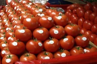Imagen Exportadores de jitomate buscan 'rodear' EU y venderle a Canadá