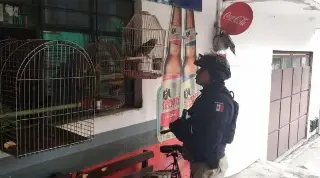 Imagen Rescatan 2 loros cabeza amarilla abandonados en la colonia de Xalapa, Veracruz 