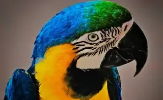 Imagen ¿Qué animales están prohibidos como mascotas y por qué?