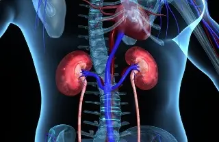 Imagen Realizan pruebas con bacteria modificada para tratar cálculos renales