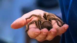 Imagen ¿Qué animales están prohibidos como mascotas y por qué?