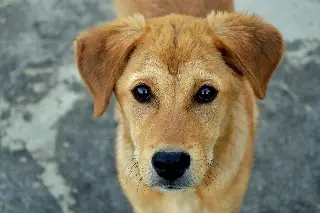 Imagen La presencia de un perro ayuda en la salud mental de las personas: psicólogo