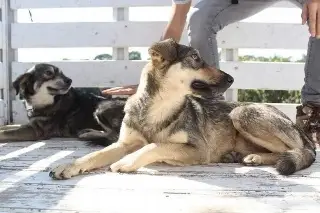 Imagen Rescatan a 70 perritos en situación crítica sin apoyo institucional en Xalapa, Veracruz 