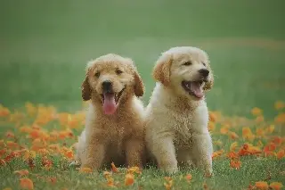 Imagen ¿Cómo detectar si nuestra mascota es optimista o pesimista?