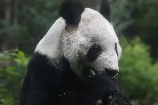 Imagen Por 35º aniversario de la panda Xin Xin, Lotería Nacional emite billete especial