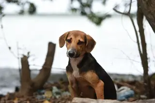 Imagen Harán pasarela y darán en adopción a perritos en Veracruz