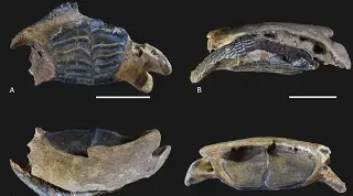 Imagen UNAM descubre ejemplares fósiles de animales marinos en Península de Yucatán 