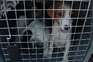 Imagen Por lluvia, suspenden pasarela de perritos y módulos para donaciones; ahora se hará en esta fecha