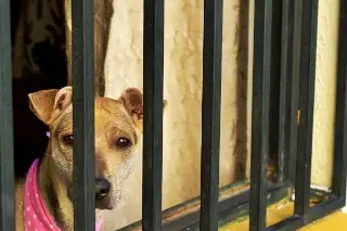 Imagen Activista pide aumentar sanción por maltrato animal en Veracruz