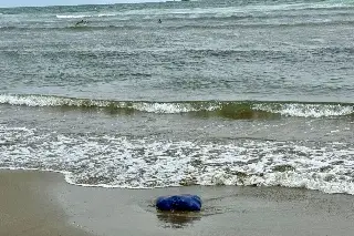 Imagen Encuentran animales muertos en playa de Boca del Río 
